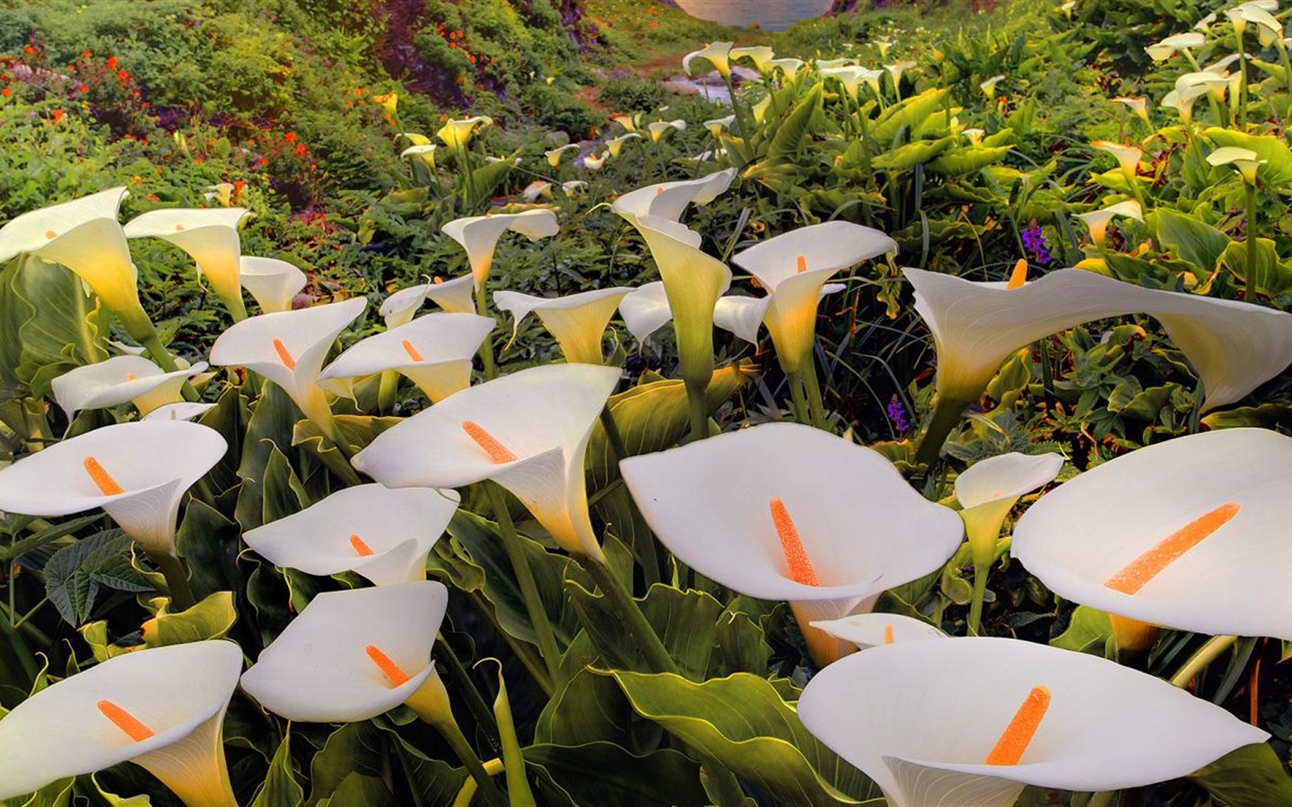 马蹄莲的种植和养护方法视频讲解,马蹄莲种球种植方法和时间表视频