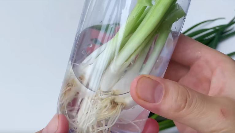 把小葱放在水里面能养活多久,把小葱插进水里能保鲜吗