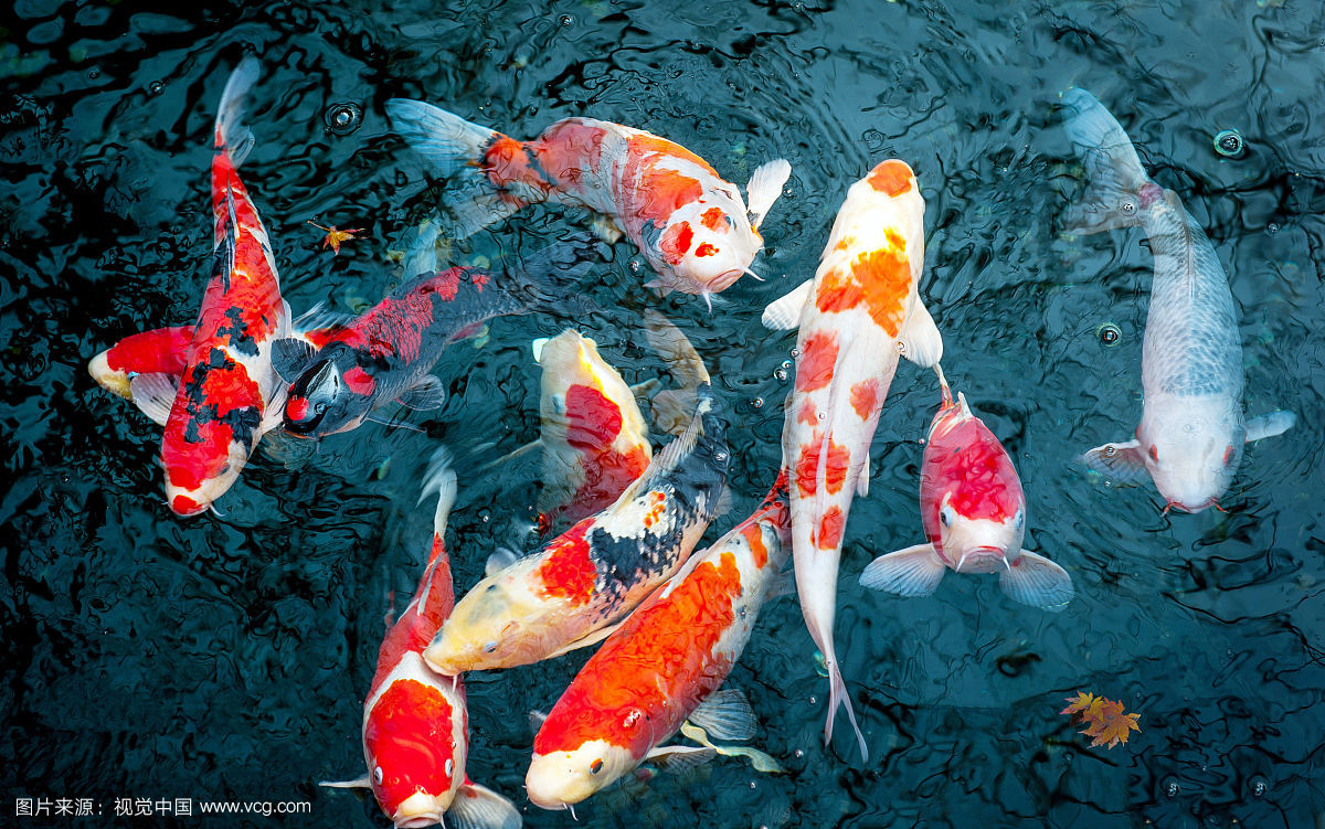 足球竞彩胜负彩推荐,足球竞彩彩民