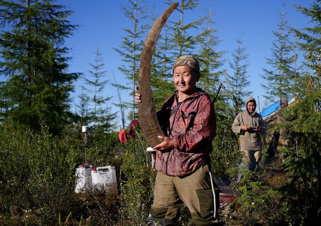 战斗民族挖宝藏,东北出土猛犸象牙