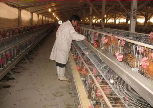 为啥阴雨天气产蛋率会不涨,蛋鸡产蛋率到70突然不升了咋办