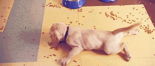 双血统的拉布拉多会有遗传病吗,拉布拉多得了遗传病怎么治疗