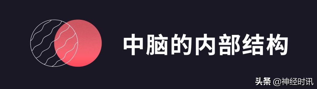 脑干解剖,脑干神经解剖