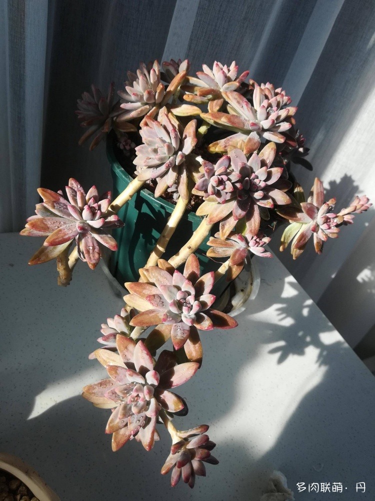 多肉长大了越来越好看,服盆期多肉变小