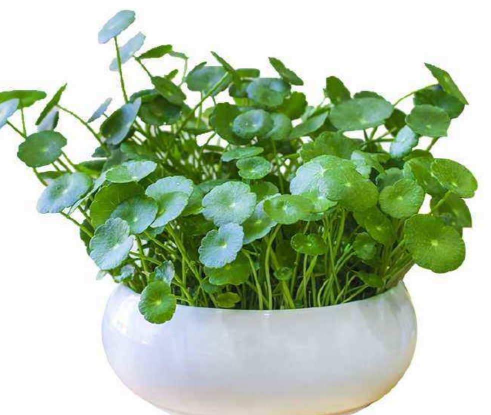 养铜钱草要怎么养才会很茂盛,养铜钱草诀窍很简单