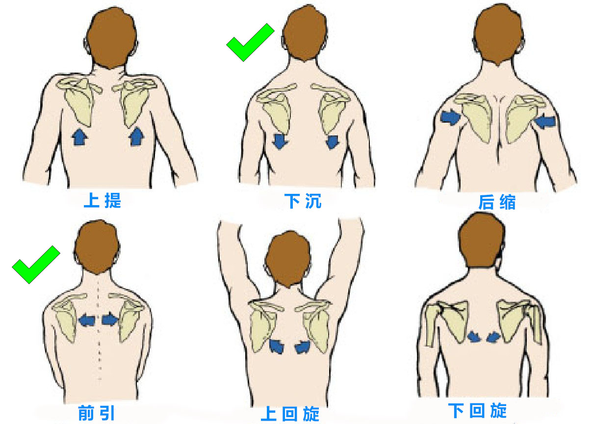 圆肩驼背可以练哪些肌肉,圆肩驼背练哪一块肌肉