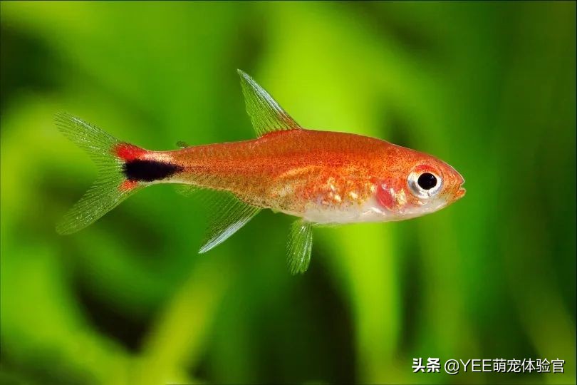 2公分迷你灯鱼,超级红魔鬼灯鱼品相