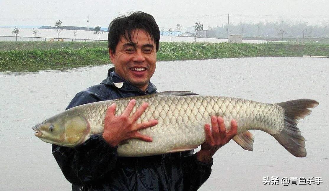 野钓草鱼如何选择钓点,如何钓草鱼最佳钓法