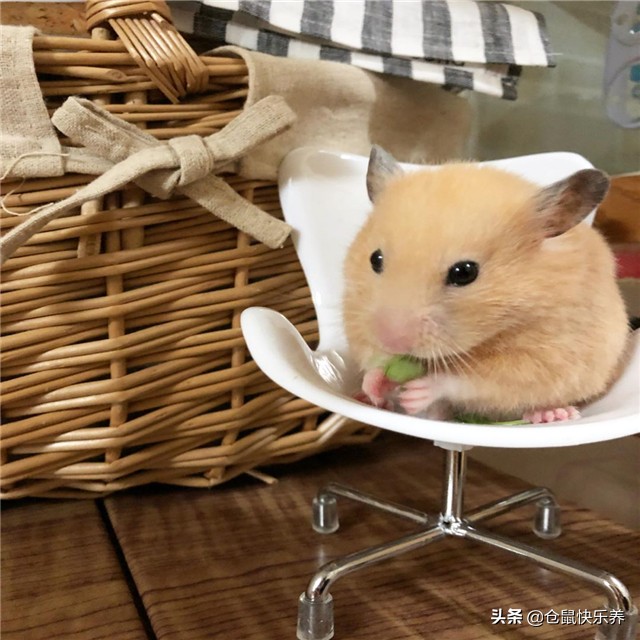 仓鼠吃饭但是不喝水怎么办,要是仓鼠不吃粮食也不吃饭怎么办