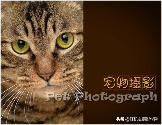 宠物摄影拍照姿势大全,手把手教你拍摄宠物短视频