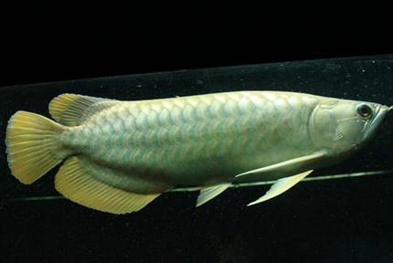 十大最好看的观赏鱼图片大全,十种最漂亮的观赏鱼图片