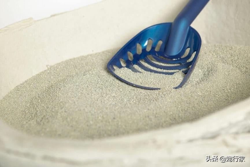 房间养宠物有异味怎么解决,养宠物后屋里有臭味怎么去除