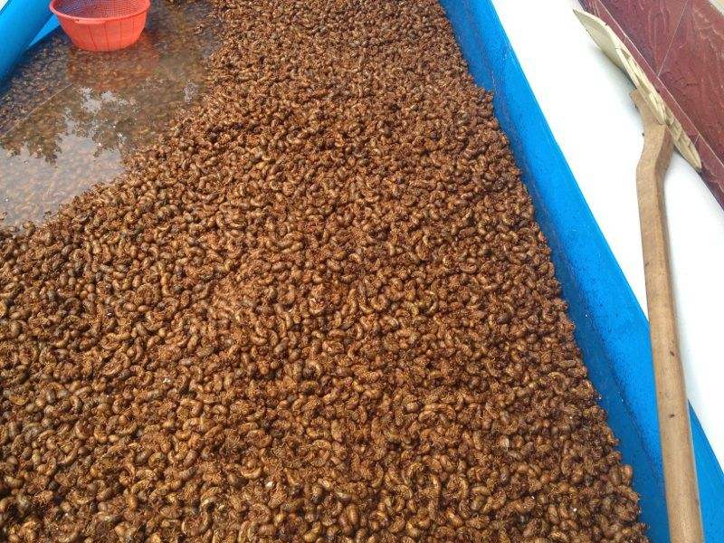 人工金蝉养殖新技术教程,抖音助农人工养殖金蝉