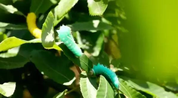 波斯地毯90%产自河南真的吗,波斯地毯中国制造