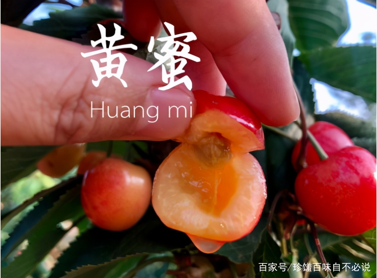 樱桃上市哪种最好吃,正在上市的樱桃品种