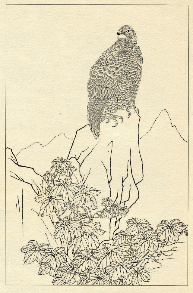 鹰的工笔底稿白描大图,白描鹰的画法图片