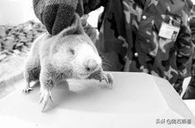 独门暗器——陇右地区那些你真没见过的捕杀鼢鼠的秘技