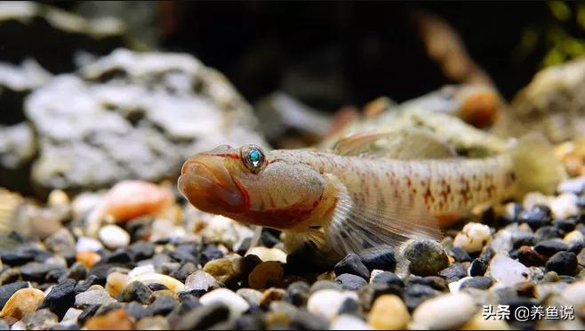 虾虎鱼怎么养视频教程,新手养什么虾虎鱼比较好
