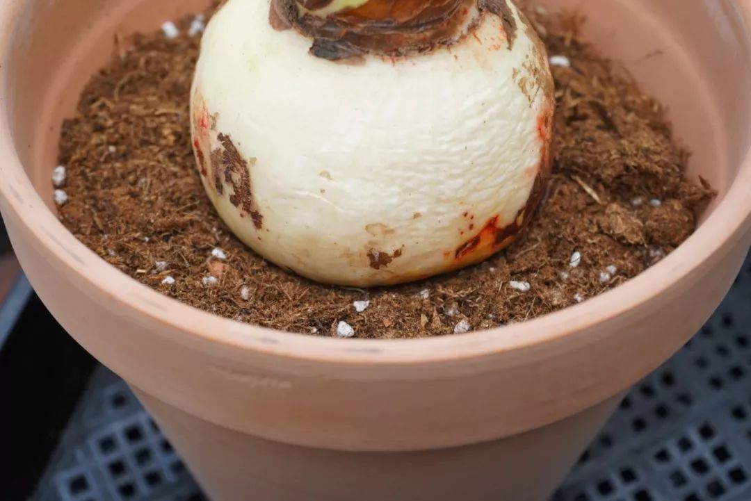 朱顶红为什么老是烂球,怎么才能让朱顶红不生小球