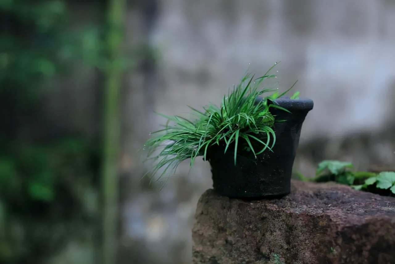 适合四季养殖的水培植物,冬天干旱种什么最好养