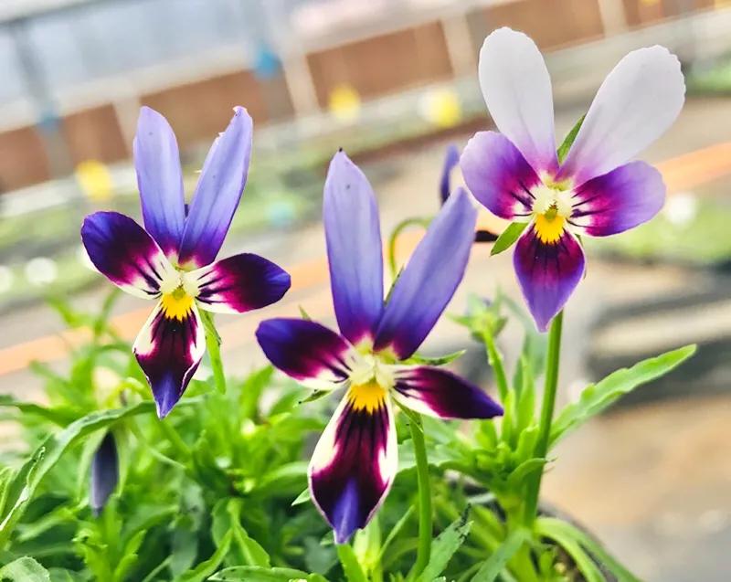 角堇和皱边角堇哪个花大,皱边角堇和穗边角堇的区别