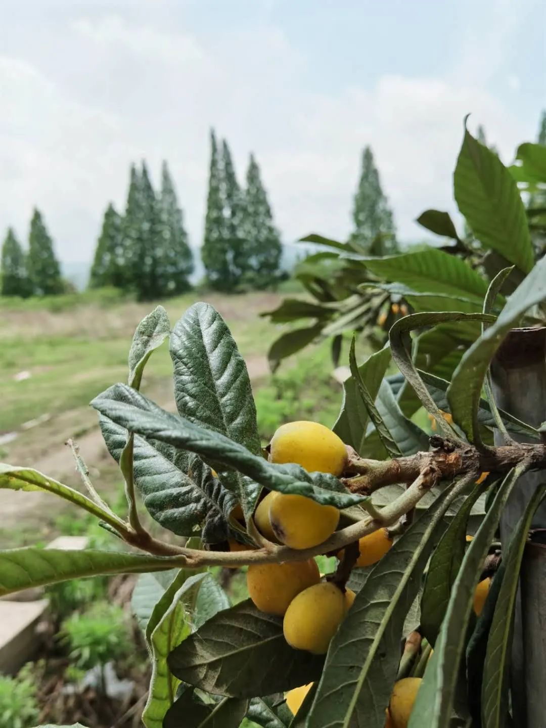 未来的杭州西湖,浙江杭州新西湖