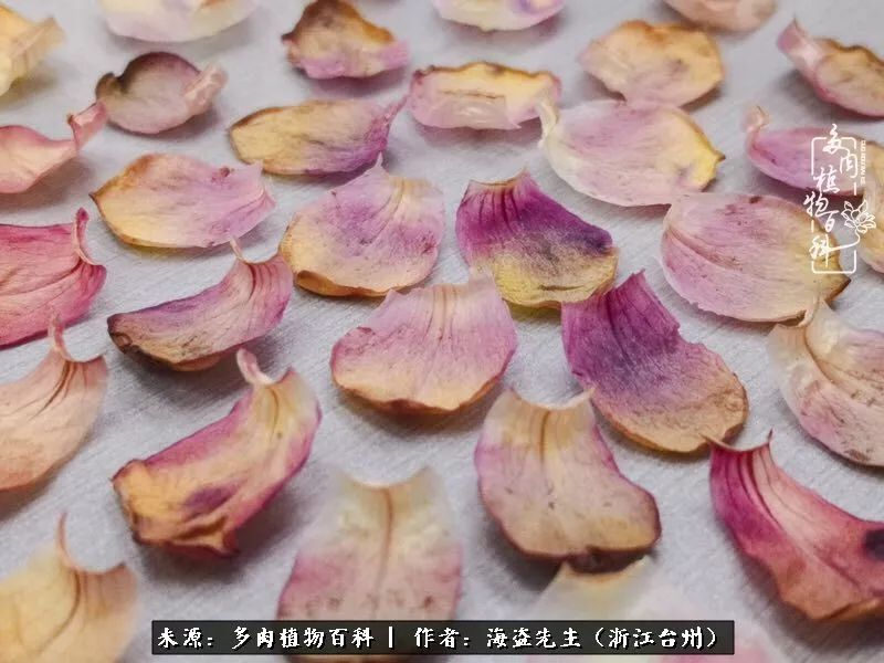 多肉玫瑰多少度休眠,多肉玫瑰唤醒教程