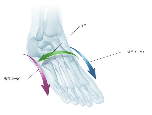 腿粗的秘密,腿粗的秘密有哪些