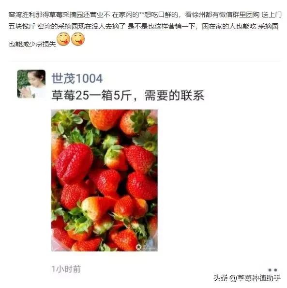 因为疫情的原因草莓滞销,疫情让草莓滞销怎么办