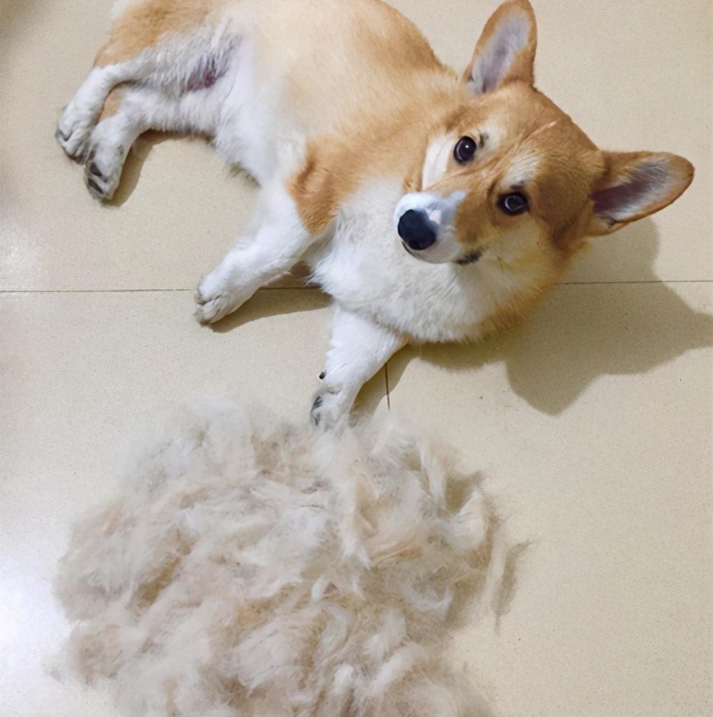 容易训练不容易掉毛易养的小型狗,最好养的狗又干净又不掉毛不咬人