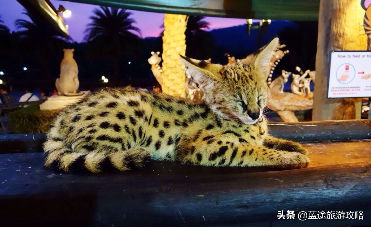 清迈美食,泰国清迈美食推荐