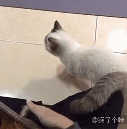 辟谣猫咪的六个谣言,辟谣猫咪并非黑夜都能看得清