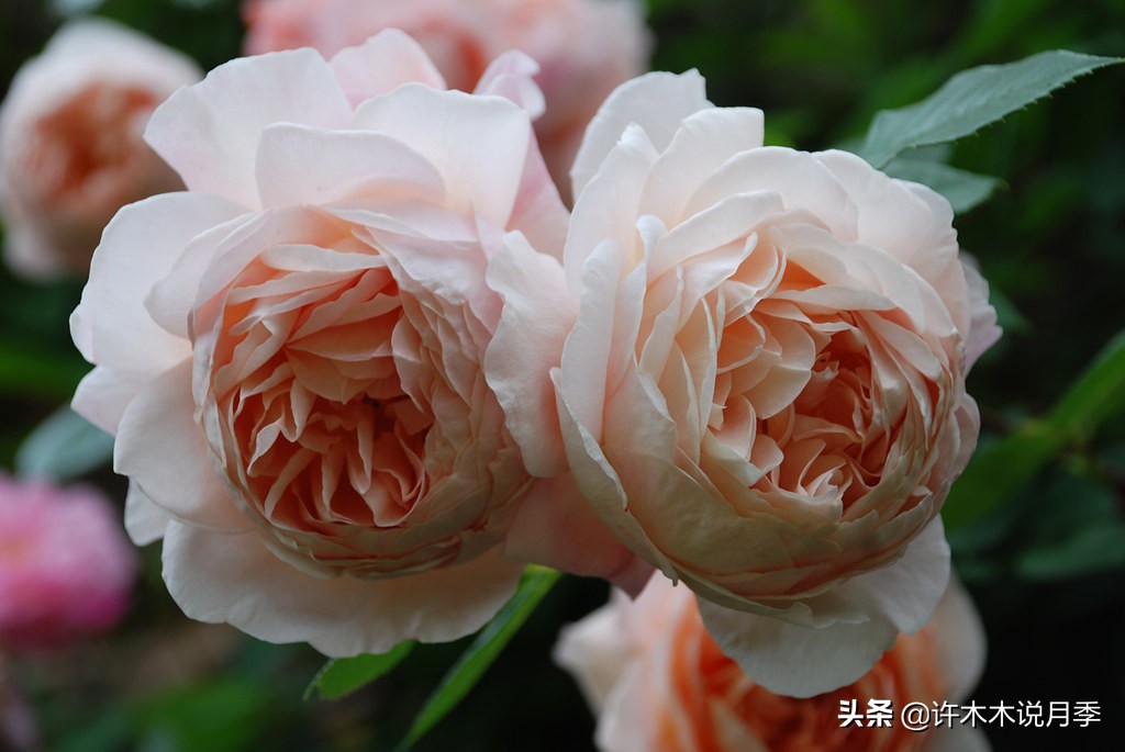推荐一下多头月季花,100种月季品种大全