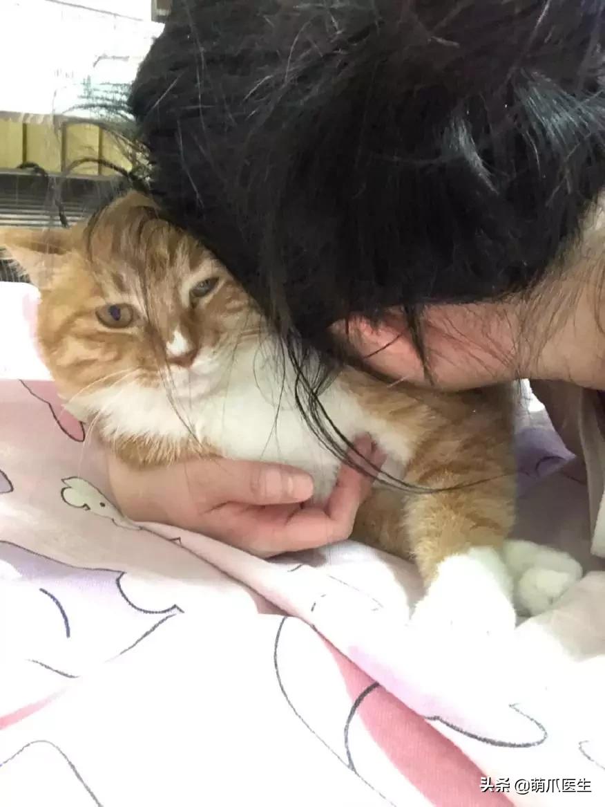 猫为什么喜欢屁股对着主人,猫对着人撅屁股是怎么回事