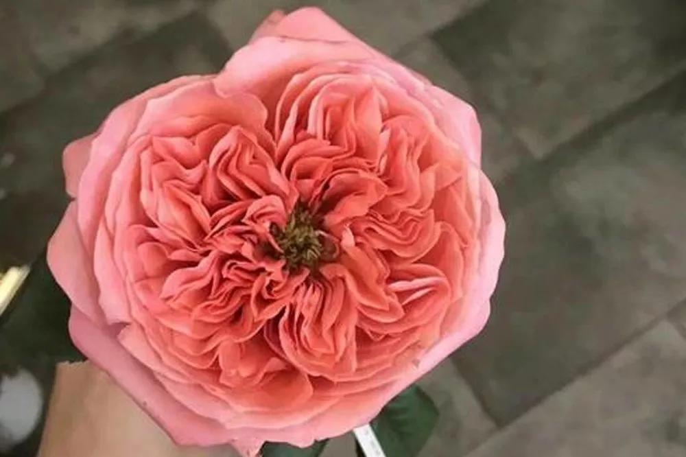 花店常用玫瑰花品种大全,一篇文章带你认识三亚40种花