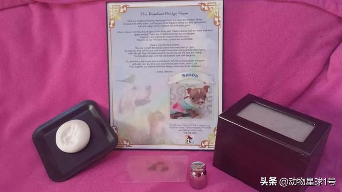 唇腭裂的小狗,唇裂小狗修复了可以养活吗