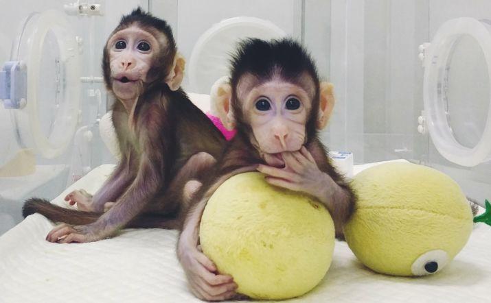 克隆黑足鼬的诞生,黑足鼬被复活