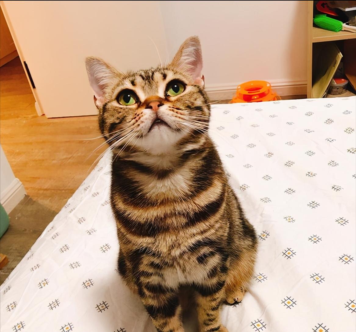 美短加白猫的优点和缺点,如果选一个宠物你会选什么