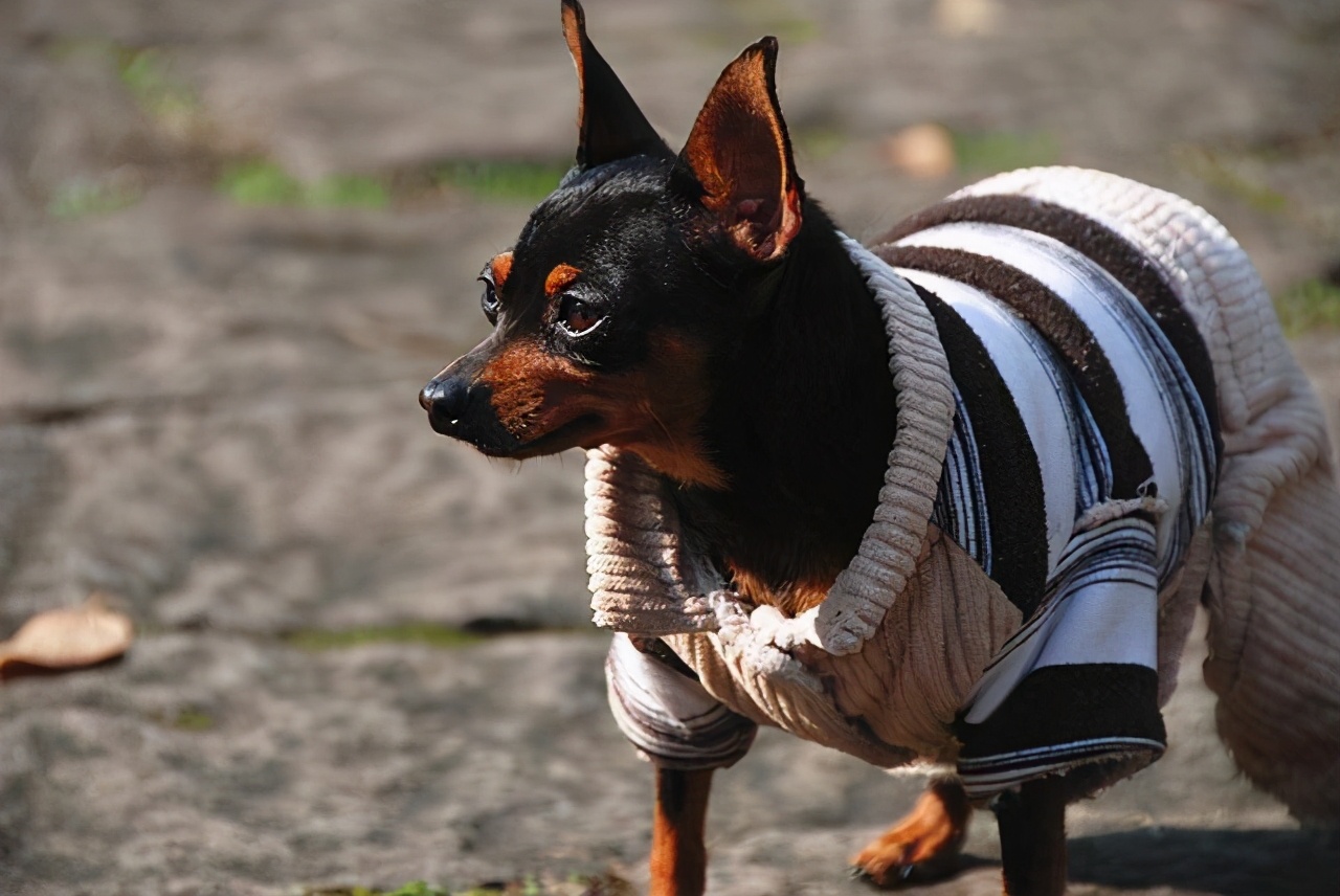 小鹿犬怎么训练才听话,小鹿犬怎么训练听话