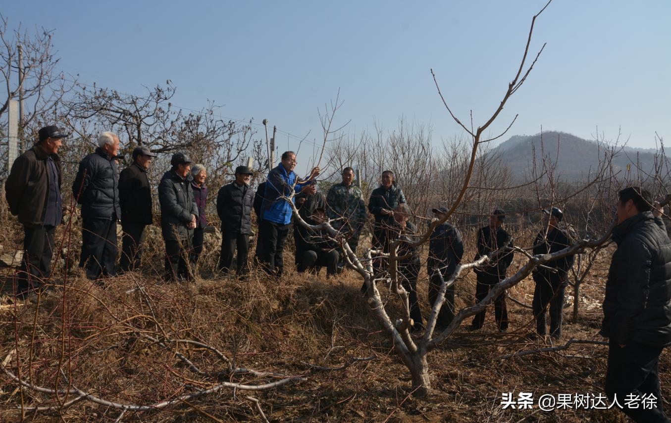 桃树长枝修剪视频,桃树长枝修剪方法