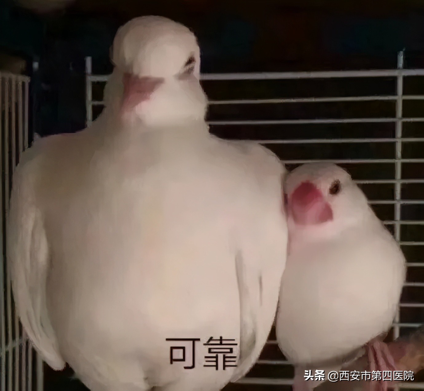 #安心变美课堂##我的安心变美推荐#夏日脱毛还也能美白！？