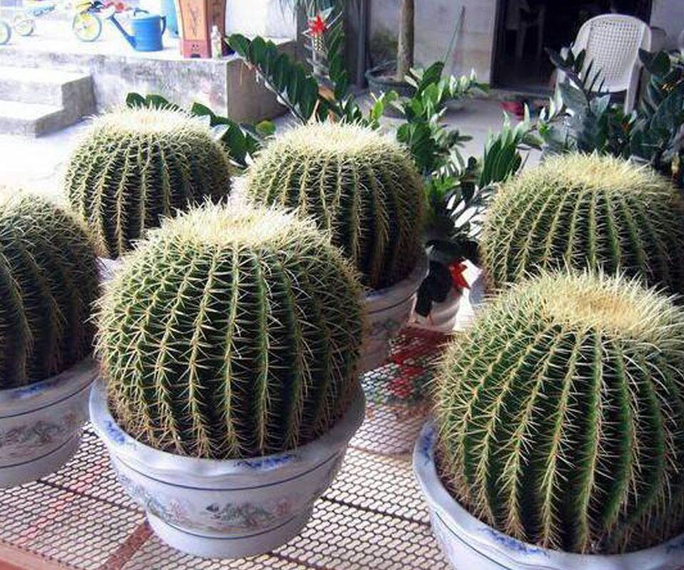 养仙人球运气好吗,仙人球养殖方法和浇水方法图片