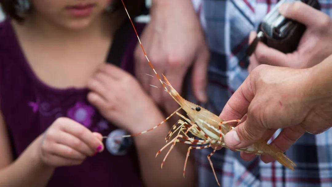 野生斑节虾厦门哪里进货,斑点虾今日价格