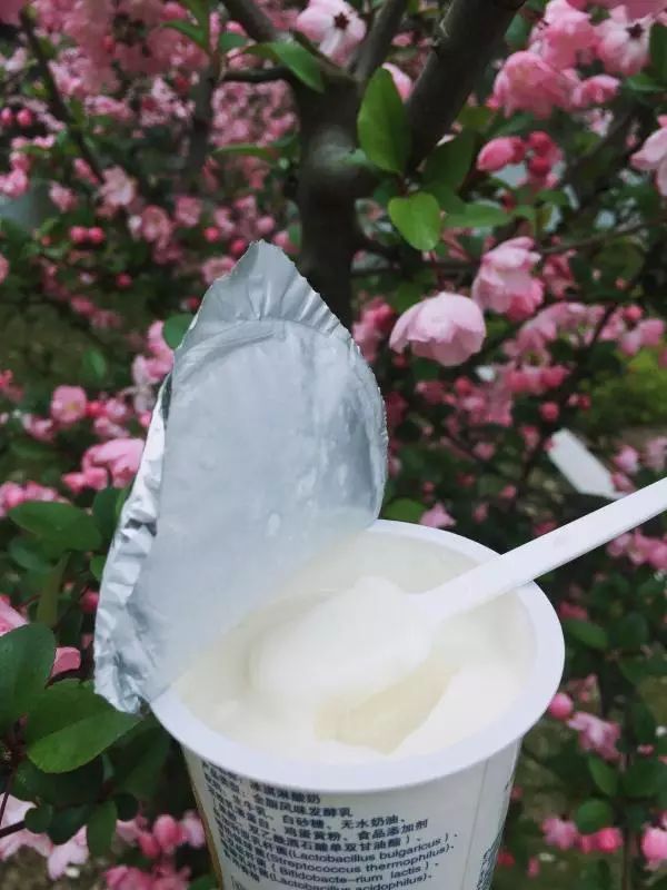 花园冰激凌,花园冰淇淋酸奶菌粉