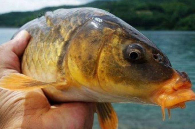 透露一个好消息，这才是玉米饵最牛的用法秘诀，猛拔鲤鱼十拿九稳