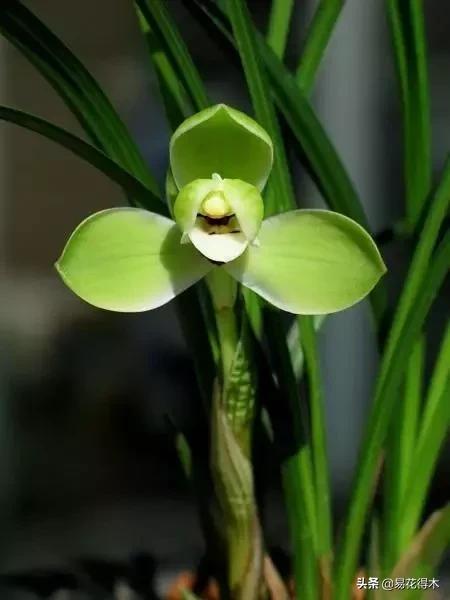 如何挑选兰花开花期的品种,兰花中最好养的品种推荐