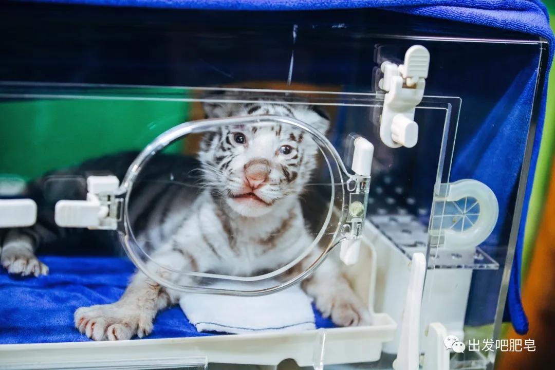 长隆飞鸟乐园长隆熊猫酒店怎么选,周一长隆野生动物园游玩攻略