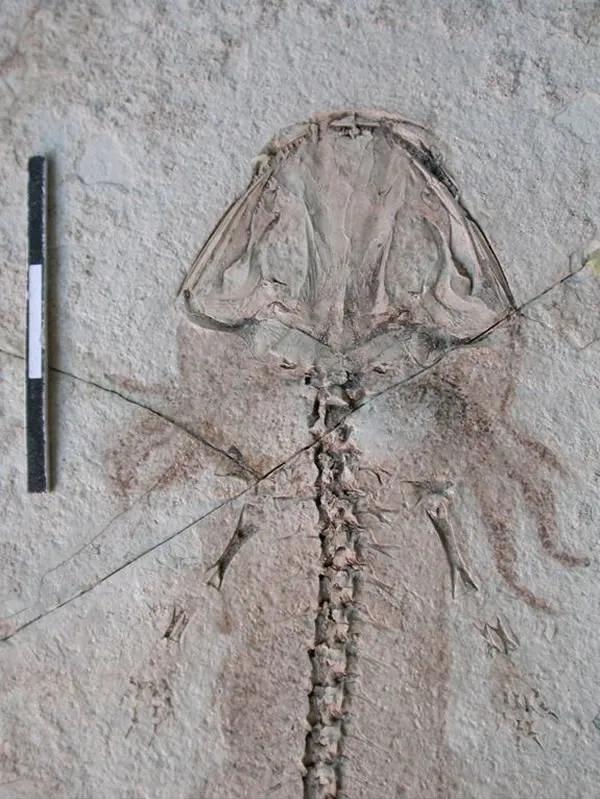 道虎沟拟态蚊蝎蛉化石,道虎沟化石叶蜂