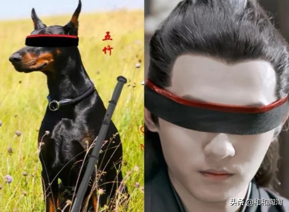 庆余年羊驼搞笑,庆余年动物搞笑图片