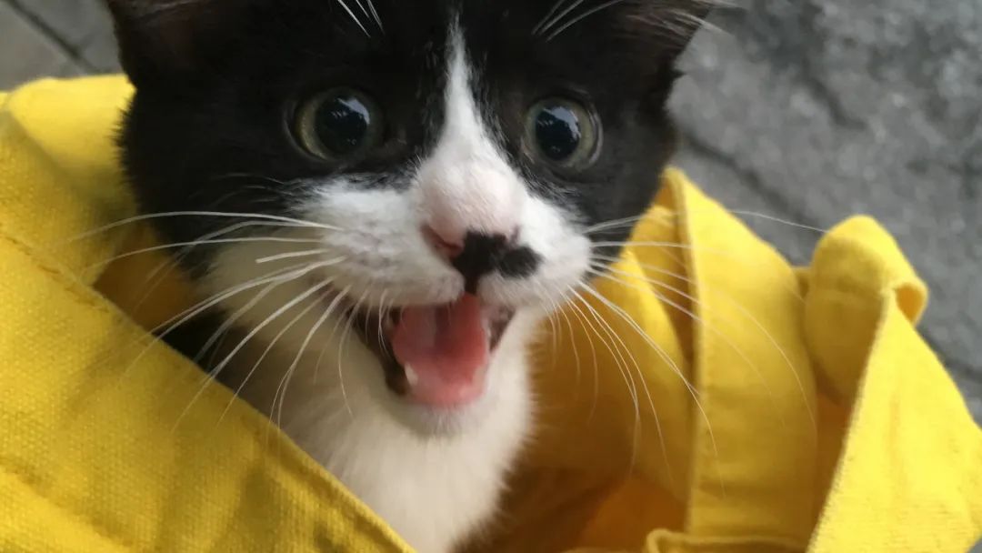 不让人省心的生肖,不让人省心的奶粉